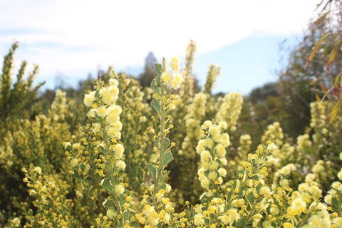 Margaret River Coastal And Wildlife Eco Trip From Busselton Or Dunsborough - Restaurant Guide 4